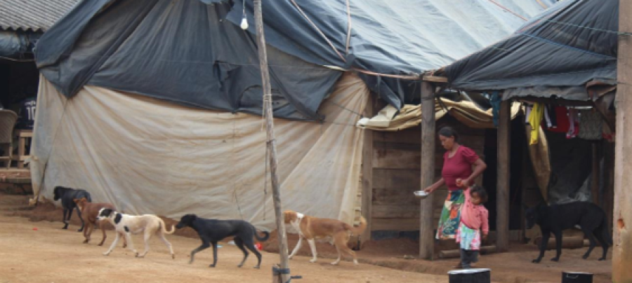 Indígenas venezuelanos em área rural são colocados em risco com circulação de 75 cães abandonados