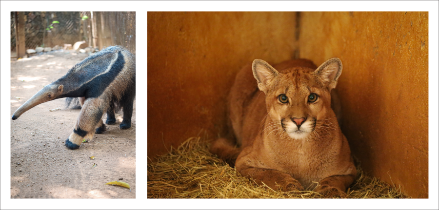 Animais do Cerrado retomam liberdade após tratamento no Zoológico