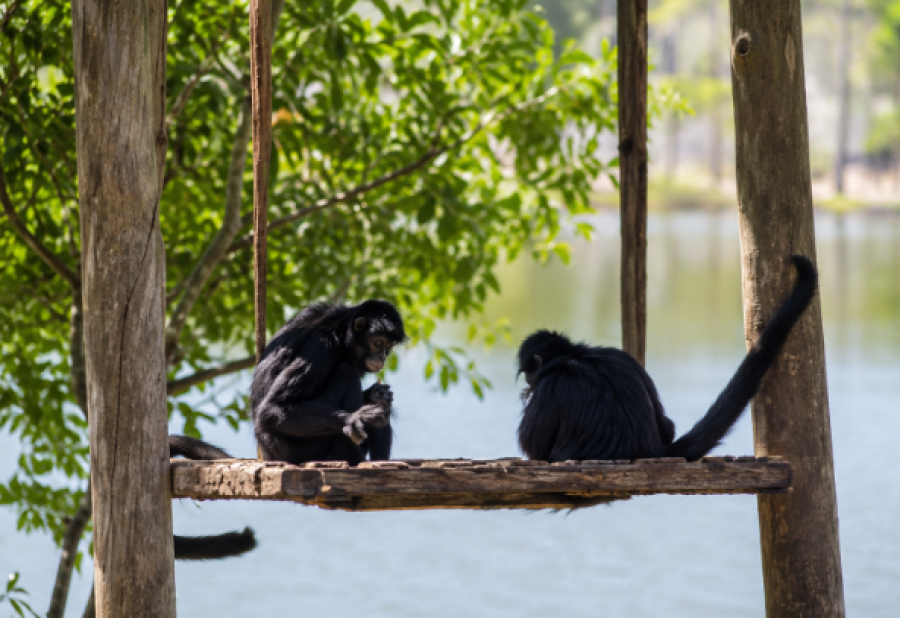 Amor no zoo: casais de animais ajudam na conservação de espécies em Brasília